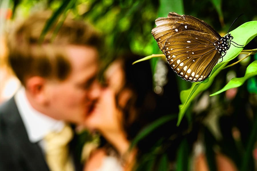 Bristol Zoo Wedding Photographer Butterfly House Wedding Portrait
