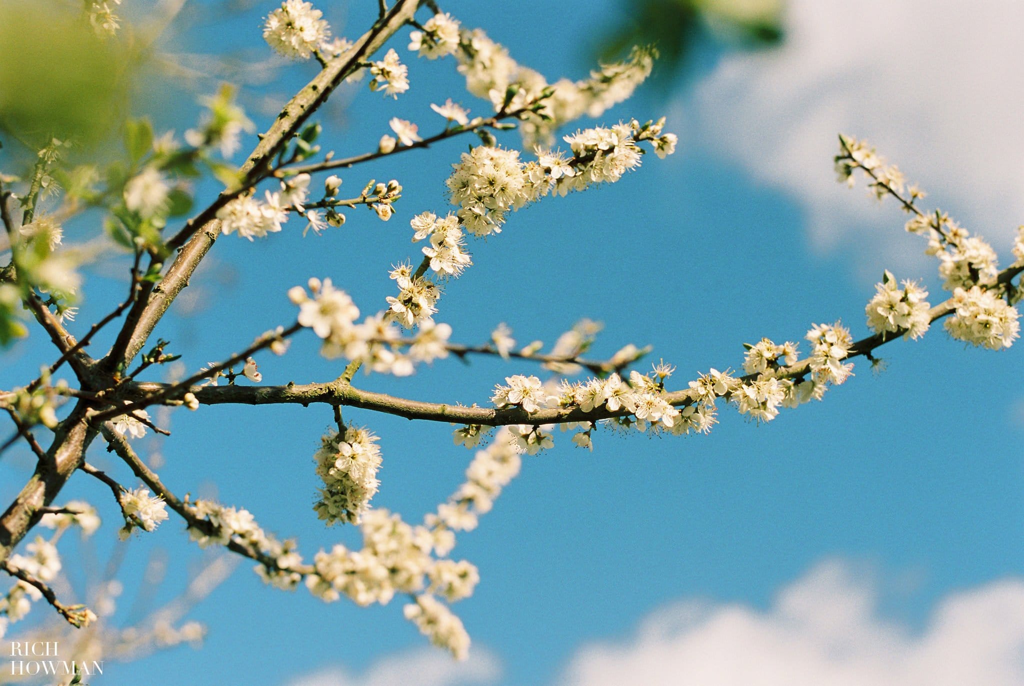 Kodak Portra 400 Film Scan Frontier Scanner