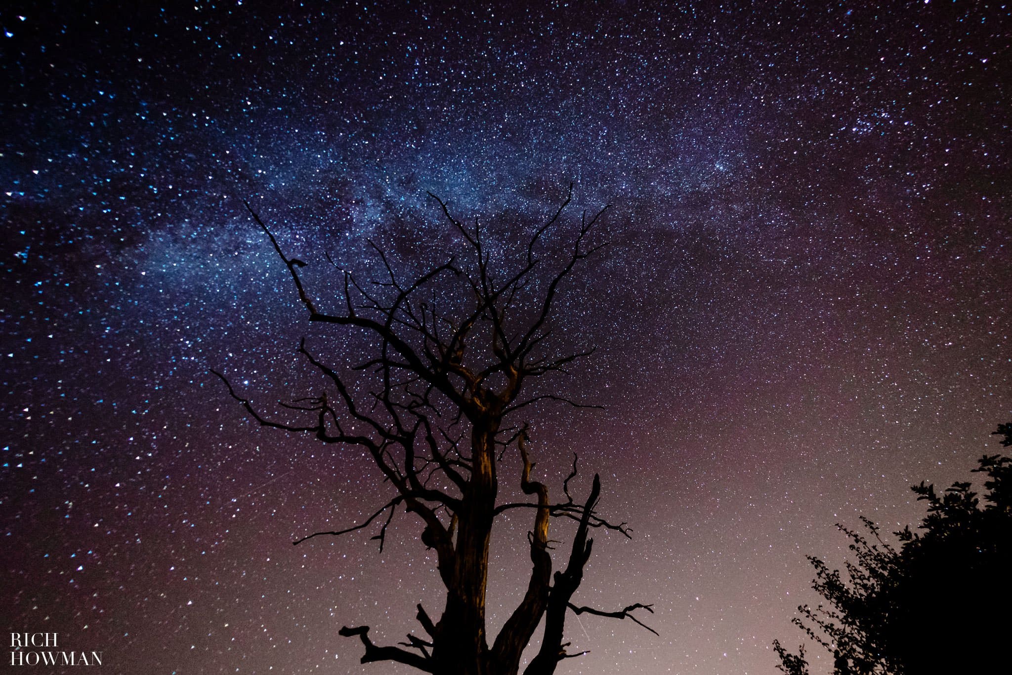 photo of the milky way with tree in foreground