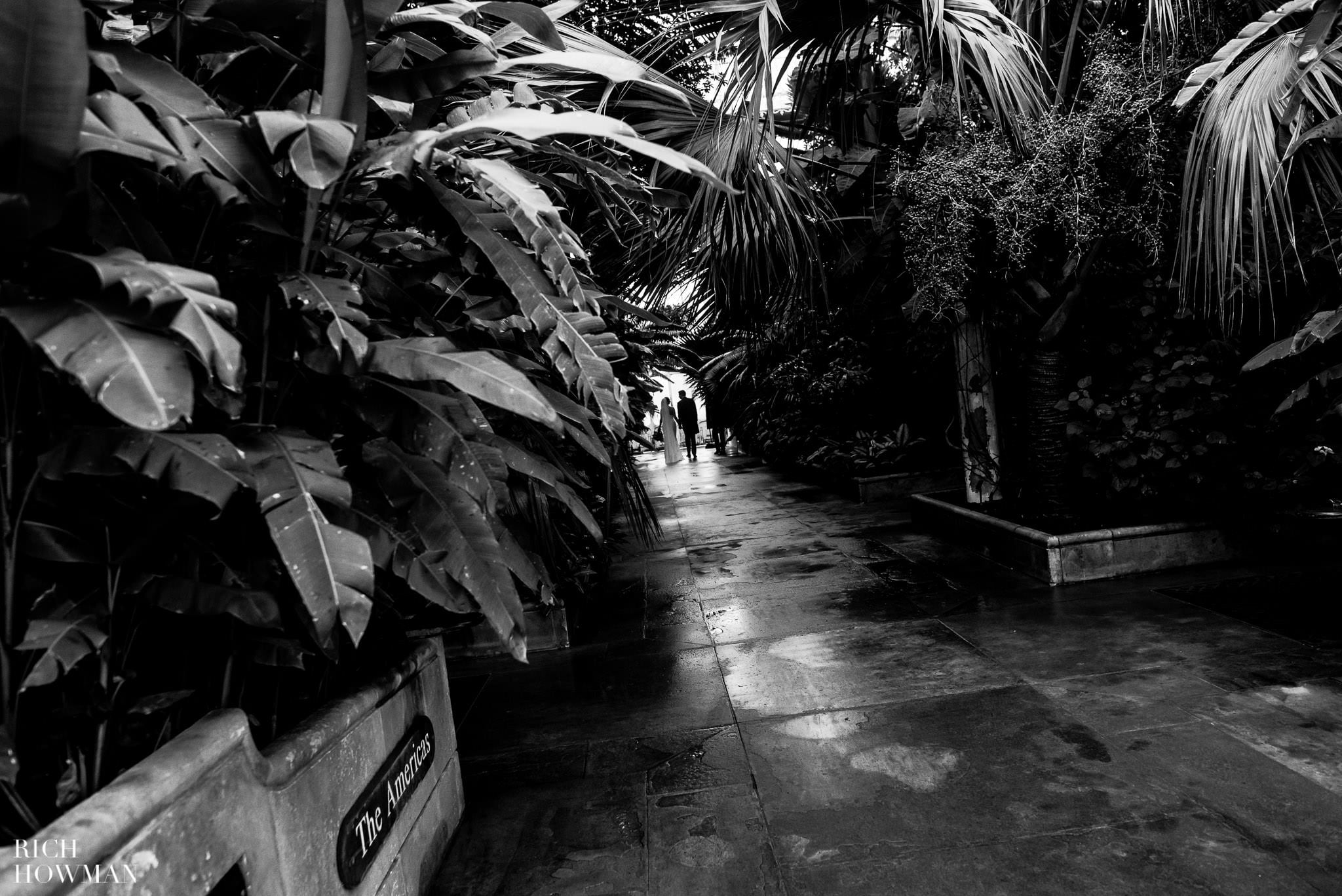 Wedding at Kew Gardens 34 Newly married couple walking through the palms during their wedding at Kew Gardens. Captured by Kew Gardens Wedding Photographer, Rich Howman