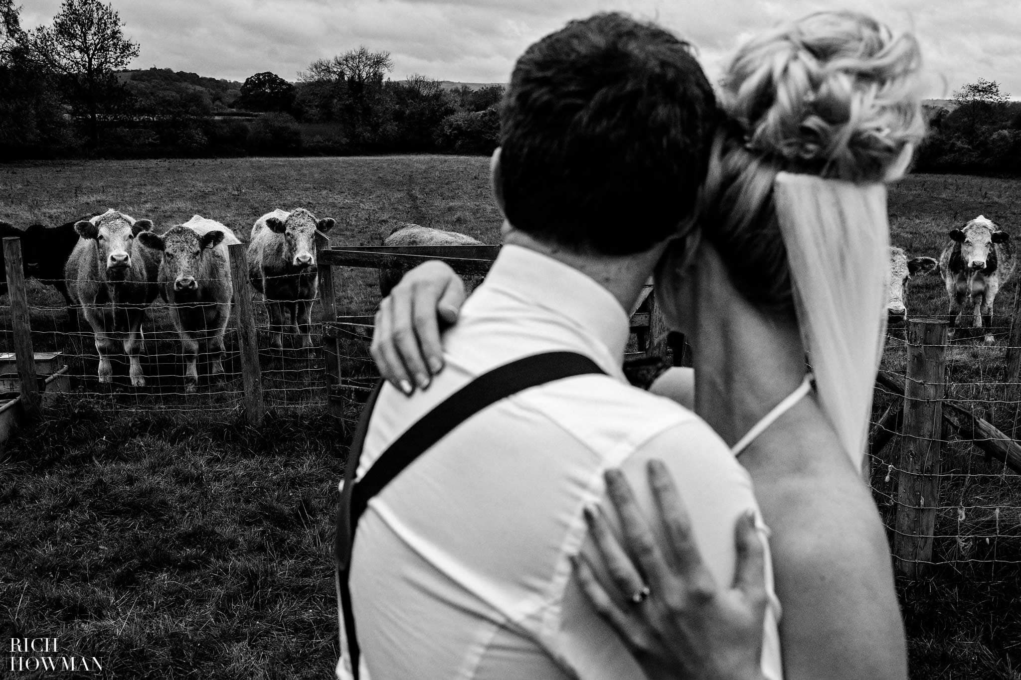 cows coming to take a look at a countryside wedding